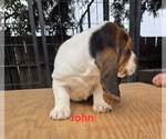 Small Basset Hound