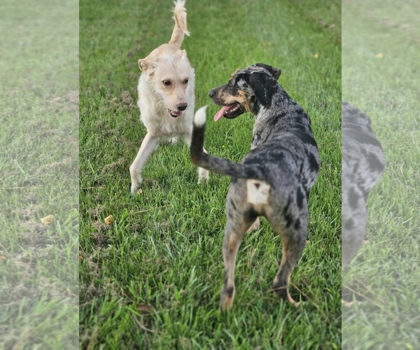 Medium Photo #9 Catahoula Leopard Dog-Unknown Mix Puppy For Sale in Wakefield, RI, USA