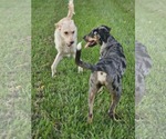 Small #8 Catahoula Leopard Dog Mix