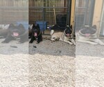 Puppy Parents Akita