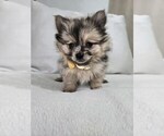 Small Photo #9 Pomeranian Puppy For Sale in BRONSON, MI, USA
