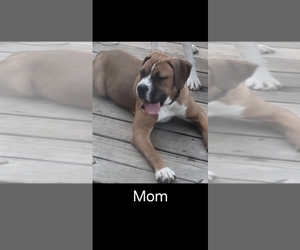 Father of the Boxer puppies born on 08/02/2025