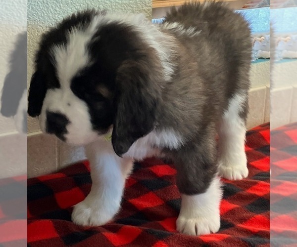 Medium Photo #3 Saint Bernard Puppy For Sale in COLORADO SPRINGS, CO, USA