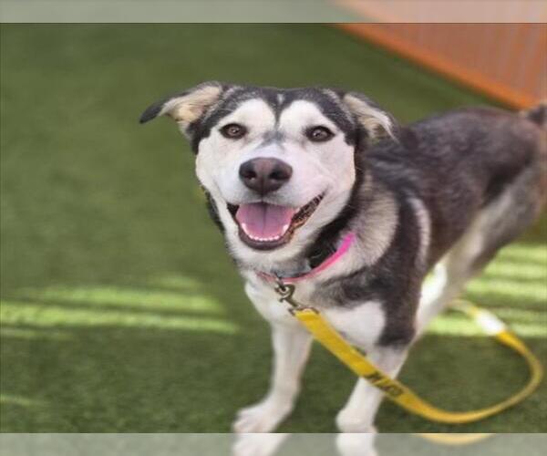 Medium Photo #2 Siberian Husky-Unknown Mix Puppy For Sale in Las Vegas, NV, USA