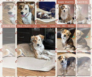 Mutt Dogs for adoption in Mesa, AZ, USA