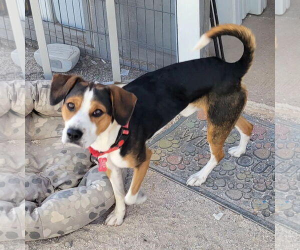 Medium Photo #3 Beagle-Unknown Mix Puppy For Sale in Las Vegas, NV, USA
