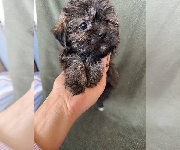 Medium Photo #5 Shorkie Tzu Puppy For Sale in FREDERICK, MD, USA