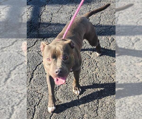 Medium Photo #1 American Pit Bull Terrier Puppy For Sale in Decatur, IL, USA