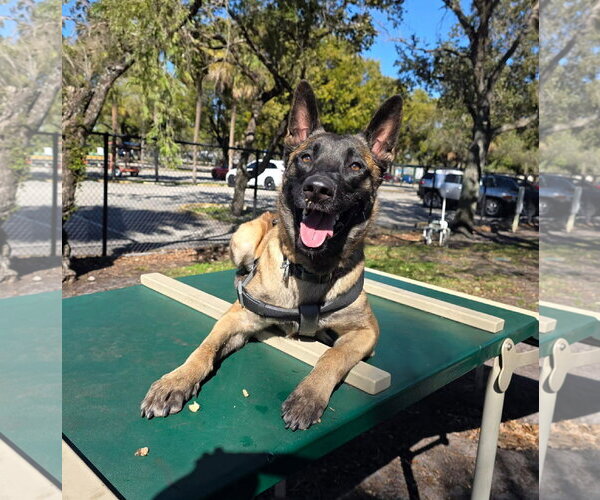 Medium Photo #4 Mutt Puppy For Sale in Plantation, FL, USA