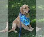 Small #28 Golden Retriever