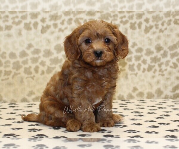 Medium Photo #1 Cavapoo Puppy For Sale in DENVER, PA, USA