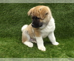 Small Photo #4 Akita Puppy For Sale in ROLLA, MO, USA