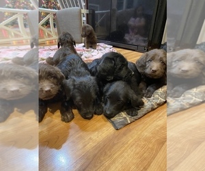 Labradoodle Puppy for sale in EDEN VALLEY, MN, USA
