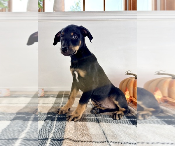 Medium Photo #1 Doberman Pinscher Puppy For Sale in GREENFIELD, IN, USA