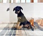 Small Doberman Pinscher