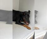 Small Doberman Pinscher-German Shepherd Dog Mix