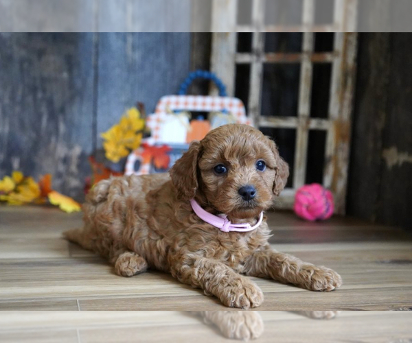 Medium Photo #1 Cavapoo Puppy For Sale in PEMBROKE PINES, FL, USA