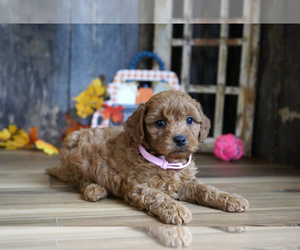 Cavapoo Puppy for sale in PEMBROKE PINES, FL, USA
