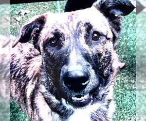 Alaskan Malamute-Unknown Mix Dogs for adoption in Tallahassee, FL, USA