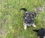 Puppy Purple Collar German Shepherd Dog