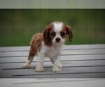 Small Photo #2 Cavalier King Charles Spaniel Puppy For Sale in BLUFORD, IL, USA