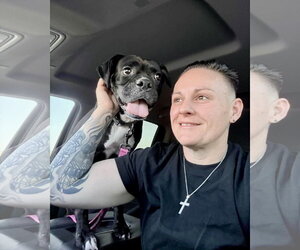 Virginia - Female Boxer Dog for Adoption - Photo #2