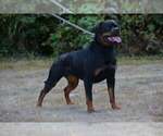 Small Photo #4 Rottweiler Puppy For Sale in YUCAIPA, CA, USA