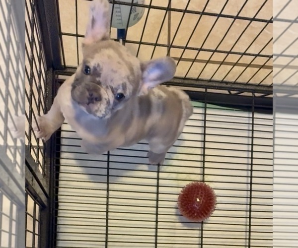 Medium Photo #1 French Bulldog Puppy For Sale in NEWPORT BEACH, CA, USA