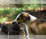 Small Photo #28 Collie Puppy For Sale in PARIS, MI, USA