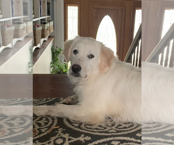 Medium Photo #2 Great Pyrenees Puppy For Sale in Wheaton, IL, USA