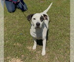 Small #2 Mutt