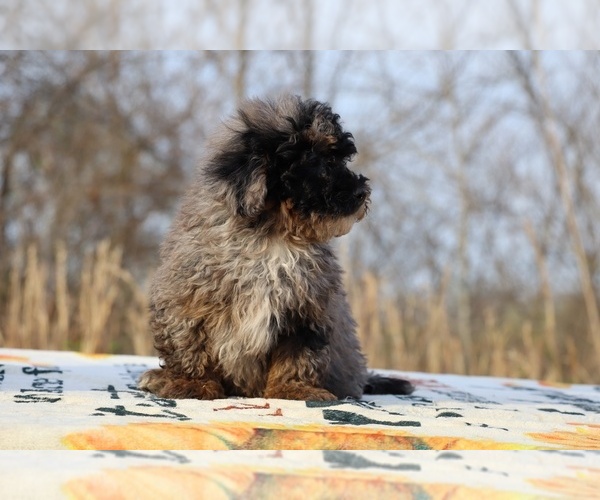 Medium Photo #15 ShihPoo Puppy For Sale in DYERSBURG, TN, USA