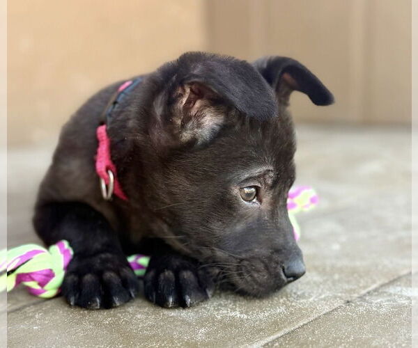 Medium Photo #6 Mutt Puppy For Sale in Dana Point, CA, USA