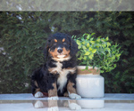 Small Photo #1 Bernedoodle (Miniature) Puppy For Sale in LIGONIER, IN, USA