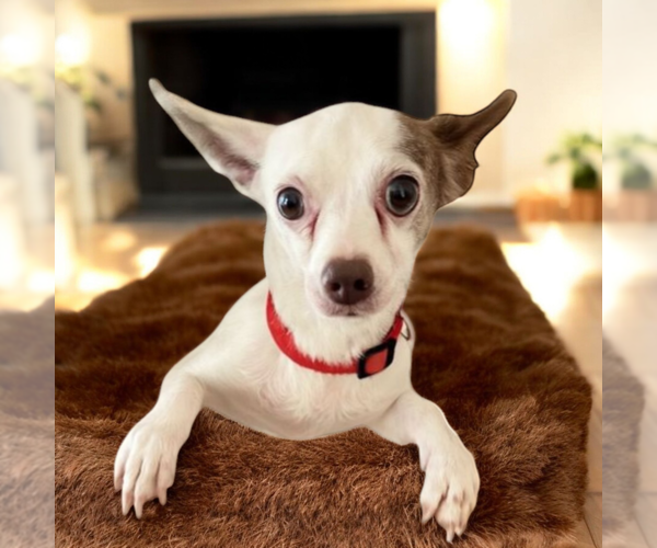 Medium Photo #1 Mutt Puppy For Sale in Vail, AZ, USA