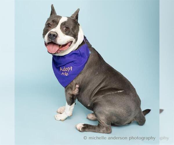 Medium Photo #2 American Staffordshire Terrier Puppy For Sale in Corona, CA, USA