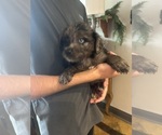 Small #5 F2 Aussiedoodle