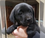 Small Photo #109 Labrador Retriever Puppy For Sale in OLYMPIA, WA, USA