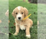 Puppy 4 English Cream Golden Retriever-Poodle (Standard) Mix