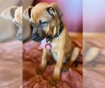 Small Photo #26 Black Mouth Cur-Unknown Mix Puppy For Sale in Wakefield, RI, USA
