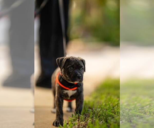 Medium Photo #5 Mutt Puppy For Sale in Royal Palm Beach, FL, USA