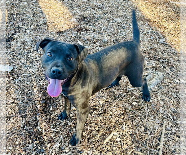 Medium Photo #1 Mutt Puppy For Sale in Clarkesville, GA, USA