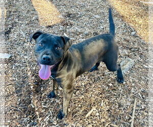 Mutt Dogs for adoption in Clarkesville, GA, USA