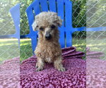 Small #4 Poodle (Miniature)