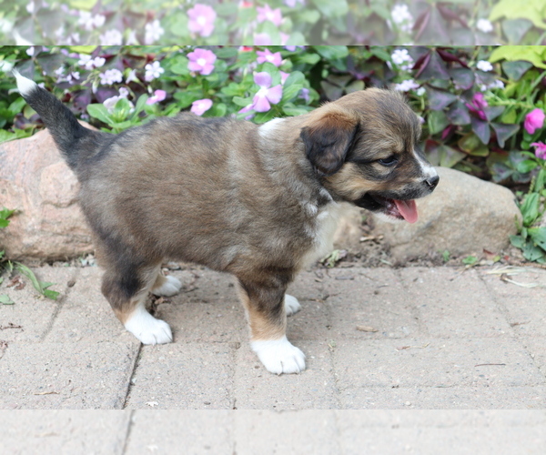 Medium Photo #4 Australian Shepherd-Siberian Husky Mix Puppy For Sale in SHILOH, OH, USA