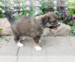 Small Photo #4 Australian Shepherd-Siberian Husky Mix Puppy For Sale in SHILOH, OH, USA