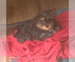Small Yorkshire Terrier