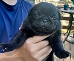 Small #7 Pug