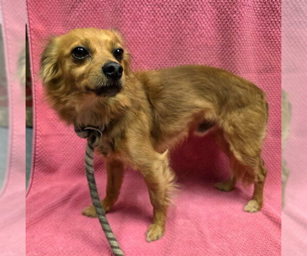 Medium Photo #1 Chihuahua Puppy For Sale in Long Beach, CA, USA