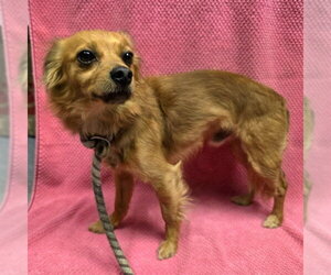 Chihuahua Dogs for adoption in Long Beach, CA, USA